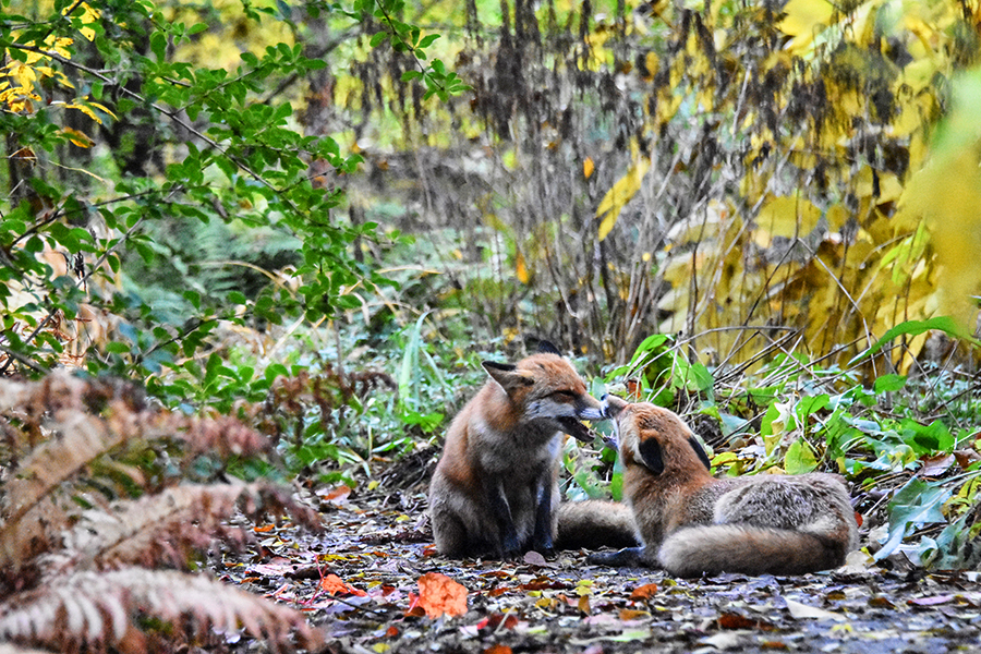 secret life in an urban park