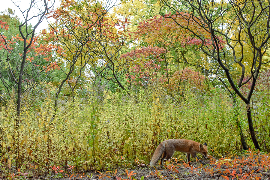 secret life in an urban park