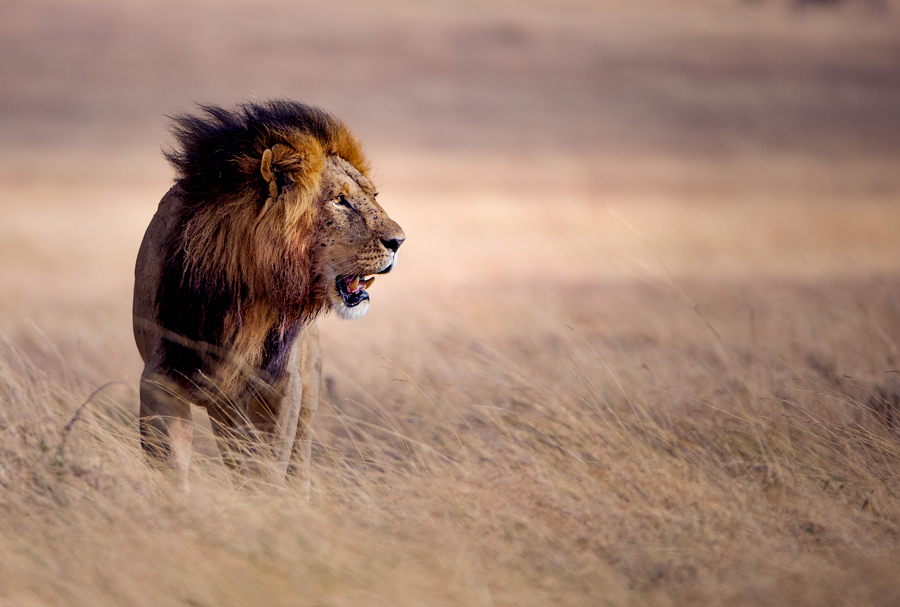 King