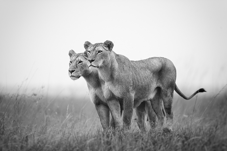 Sisters, Masai Mara, Kenya
