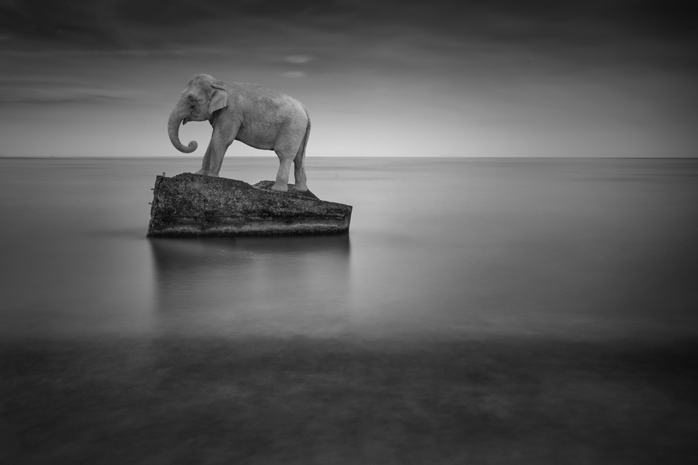 WildLife On The Beach  