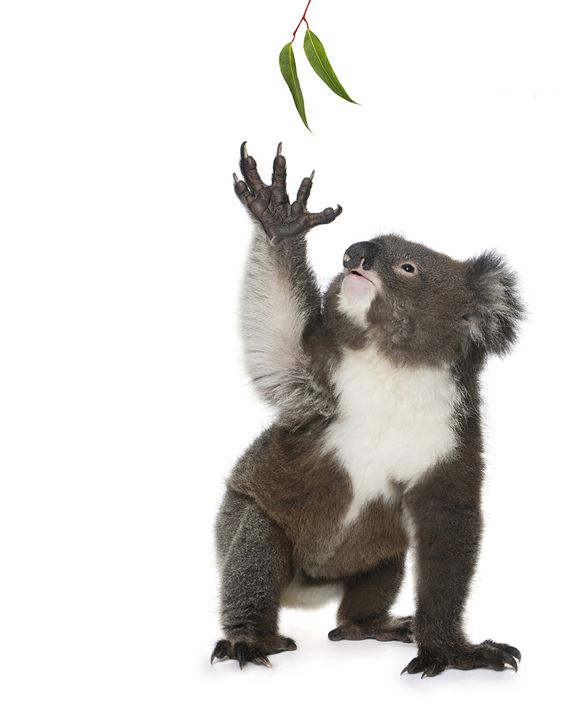 Koala Reach