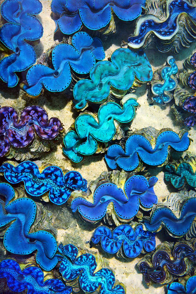 Blue Clams