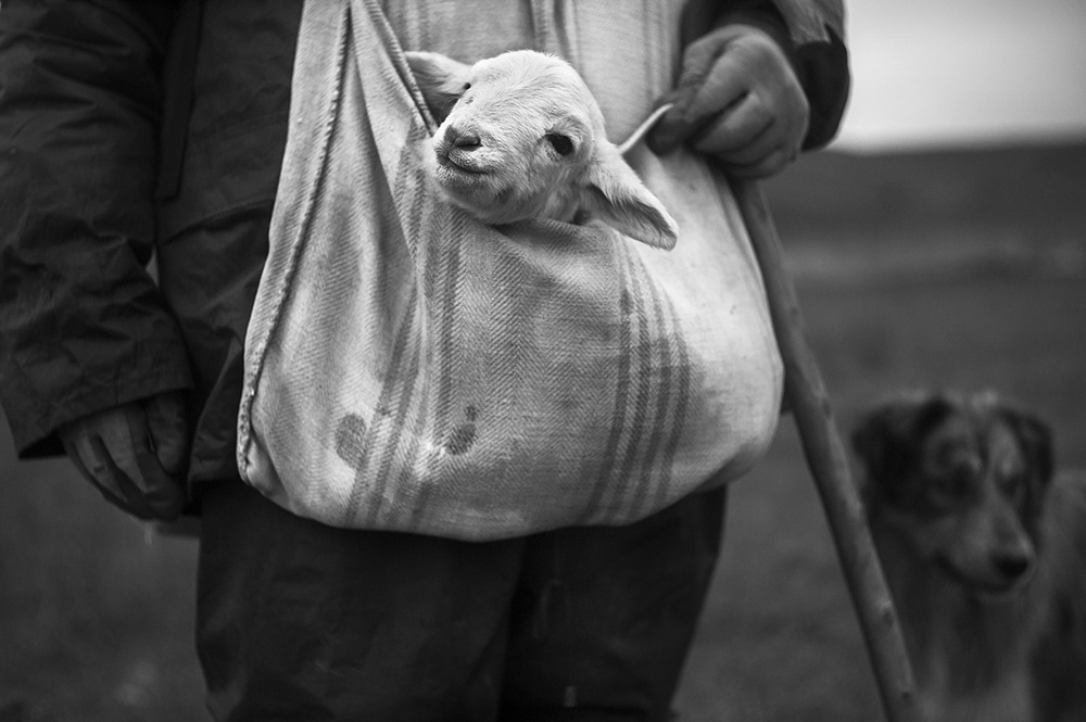 The Last Shepherds of Soria.