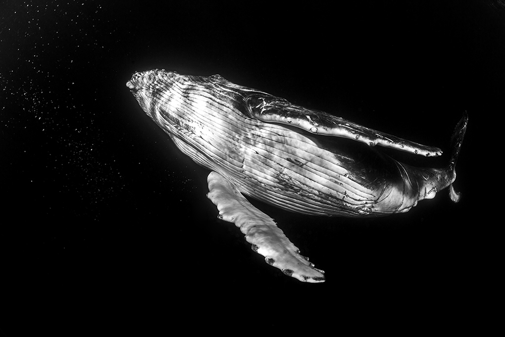 Humpbacks in Monochrome