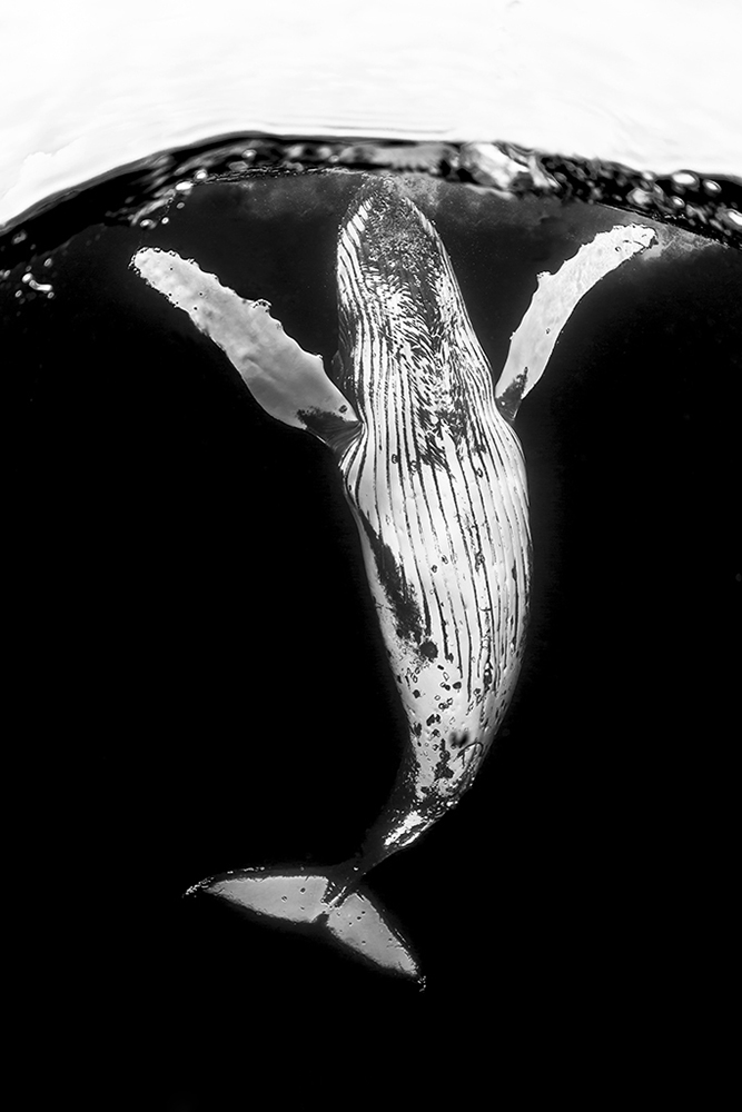 Humpbacks in Monochrome