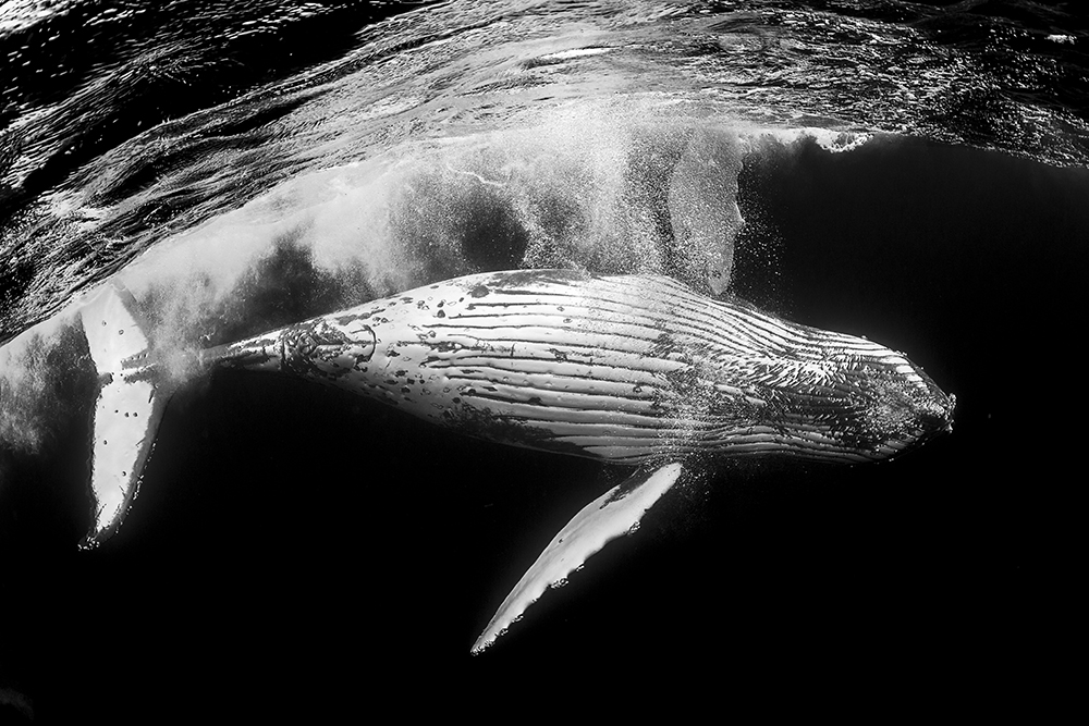 Humpbacks in Monochrome