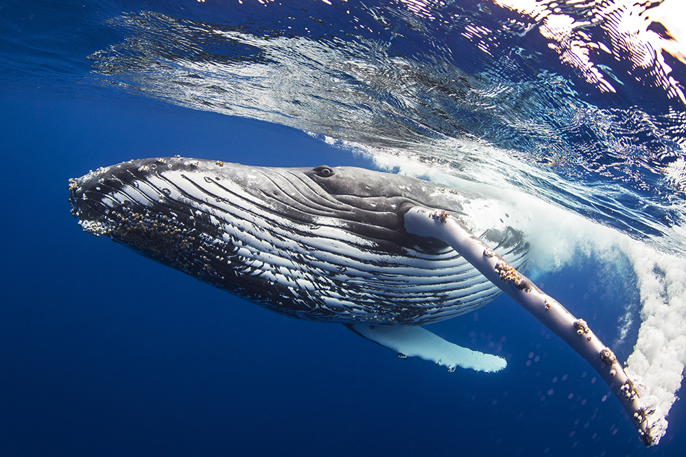 Humpback Portrait