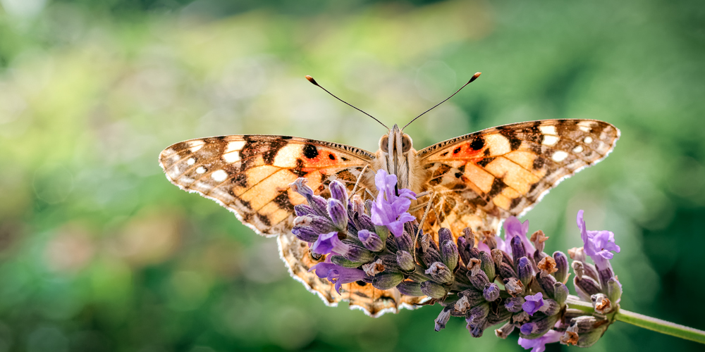 Lepidoptera