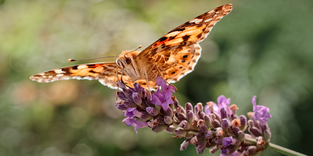 Lepidoptera