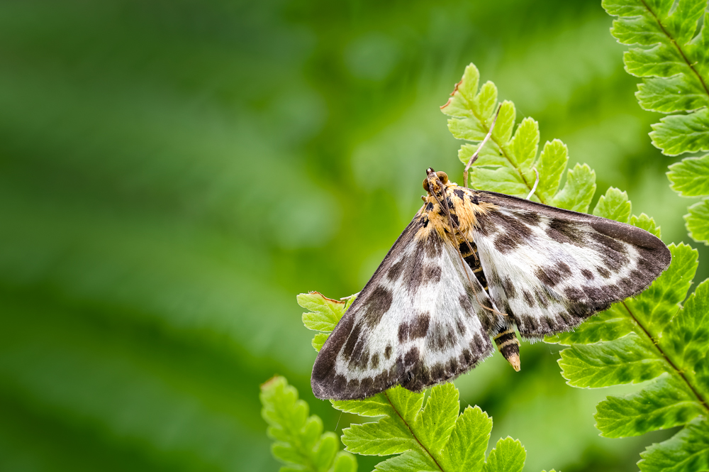 Lepidoptera