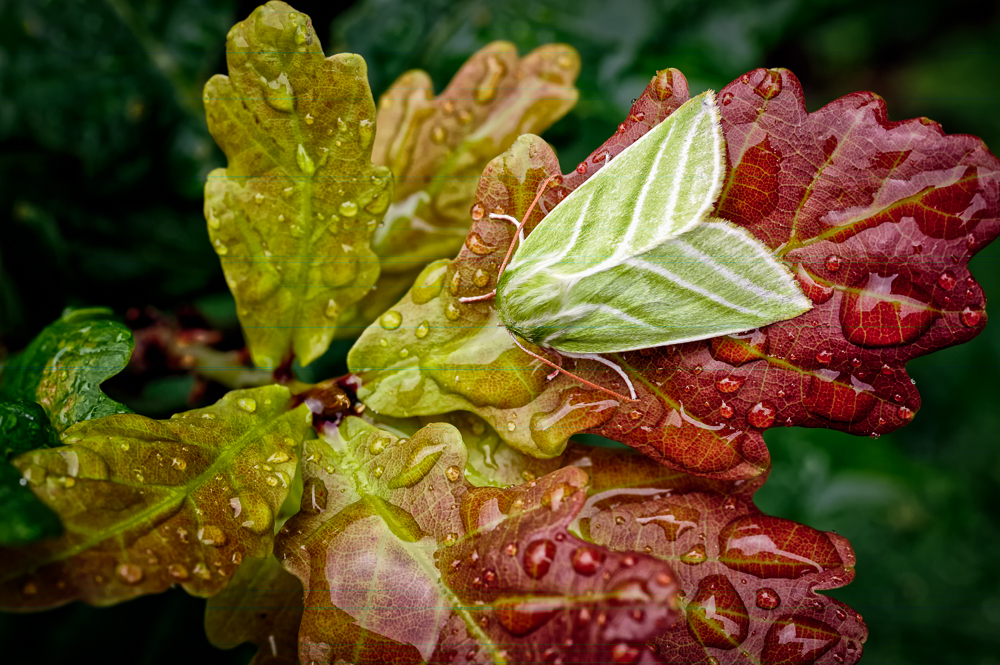 Lepidoptera