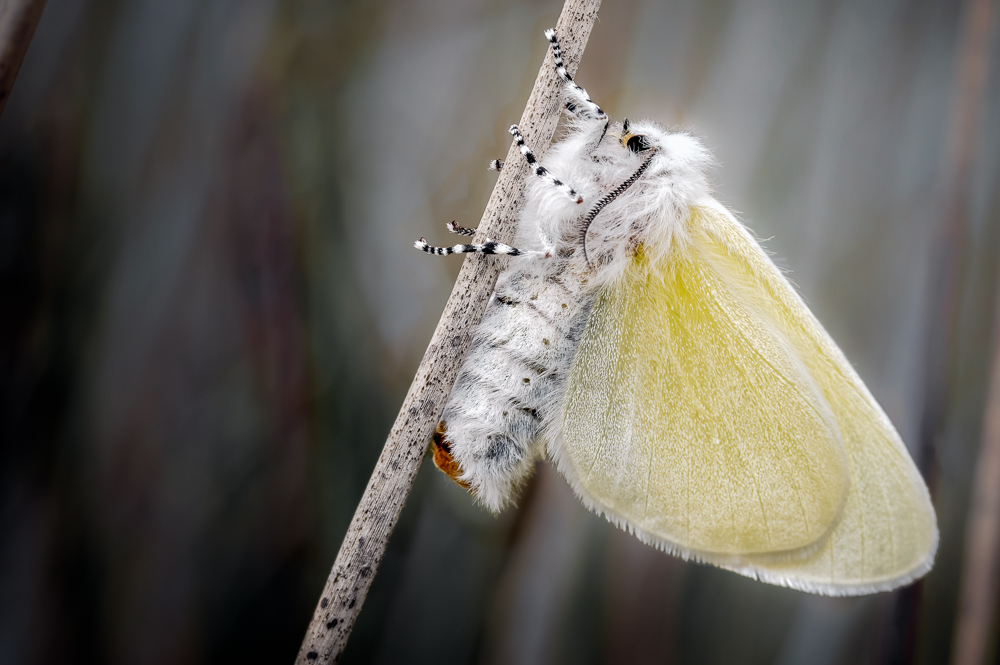 Lepidoptera
