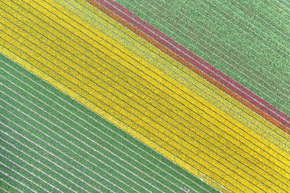 Flower texture