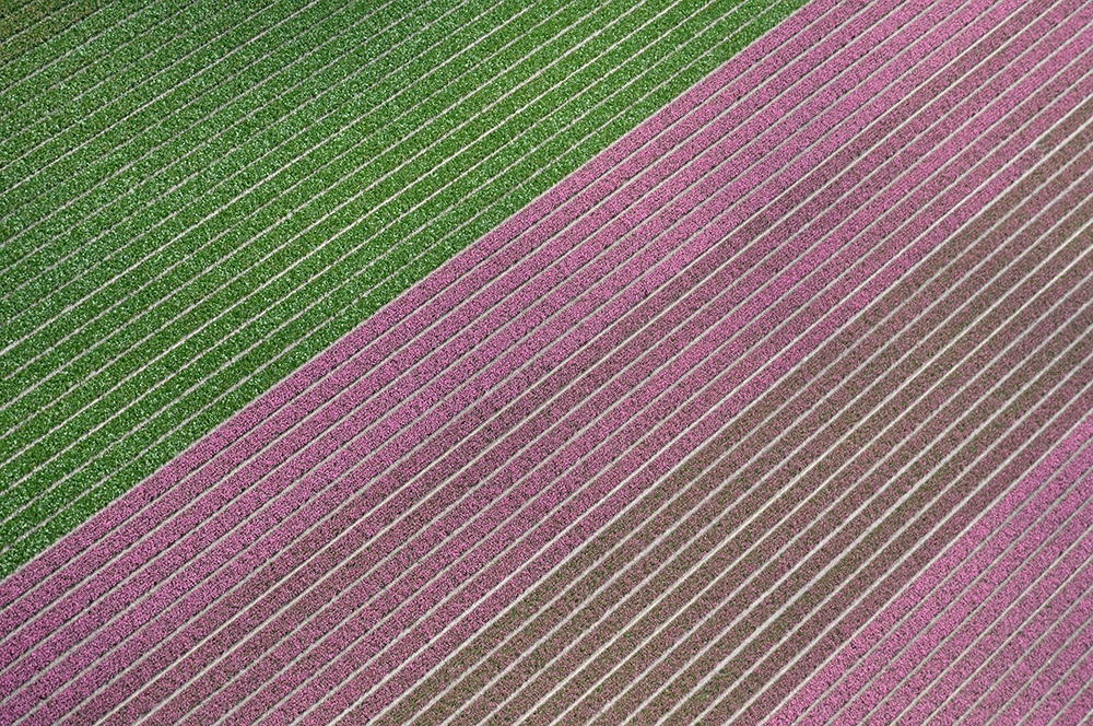 Flower texture