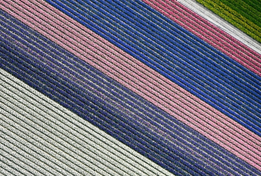 Flower texture