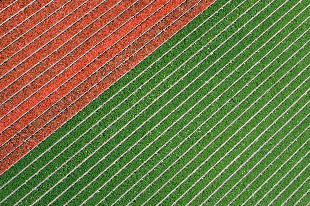 Flower texture