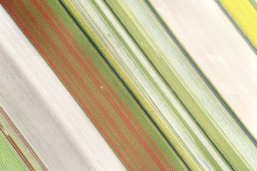 Flower texture