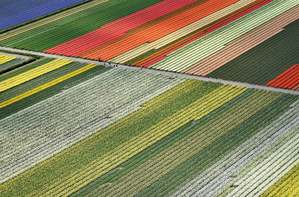 Flower texture