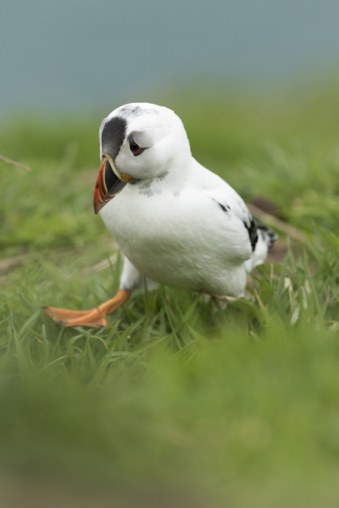Withe puffin