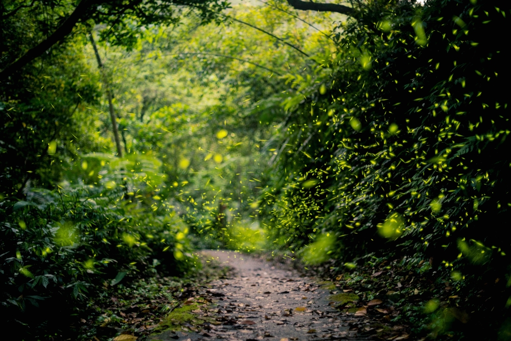 Mystery path