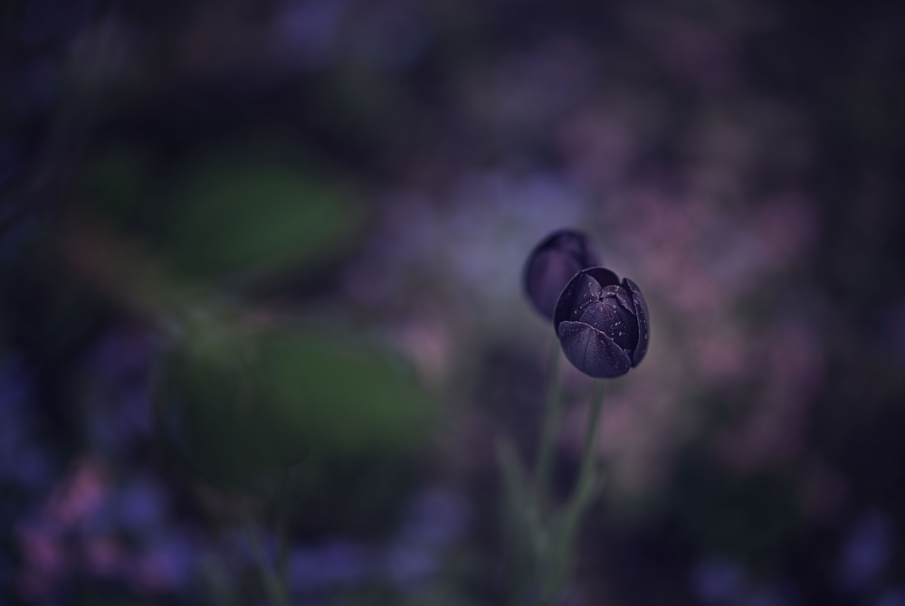 The black sheep