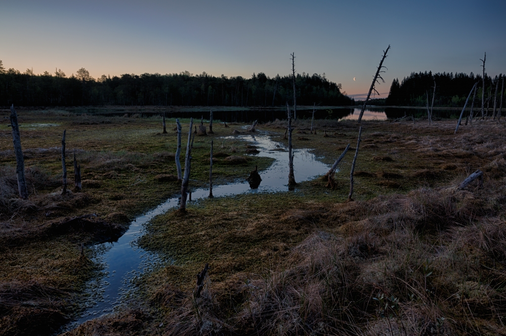 Quiet early morning at the bog lake