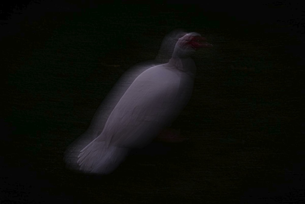 The Sleep Of Reason