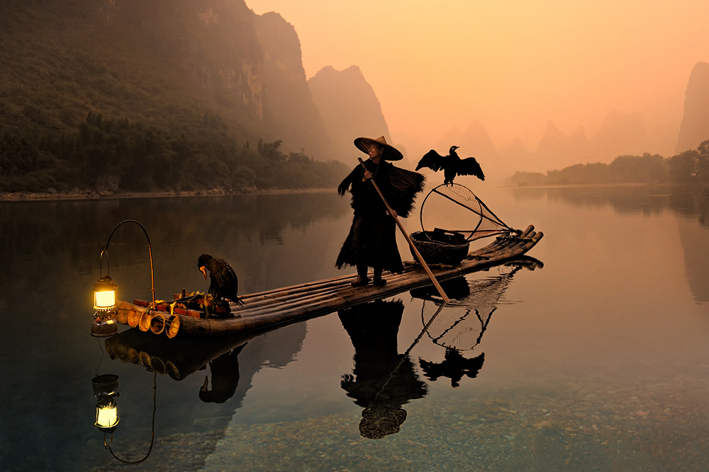 Cormorant Fishing