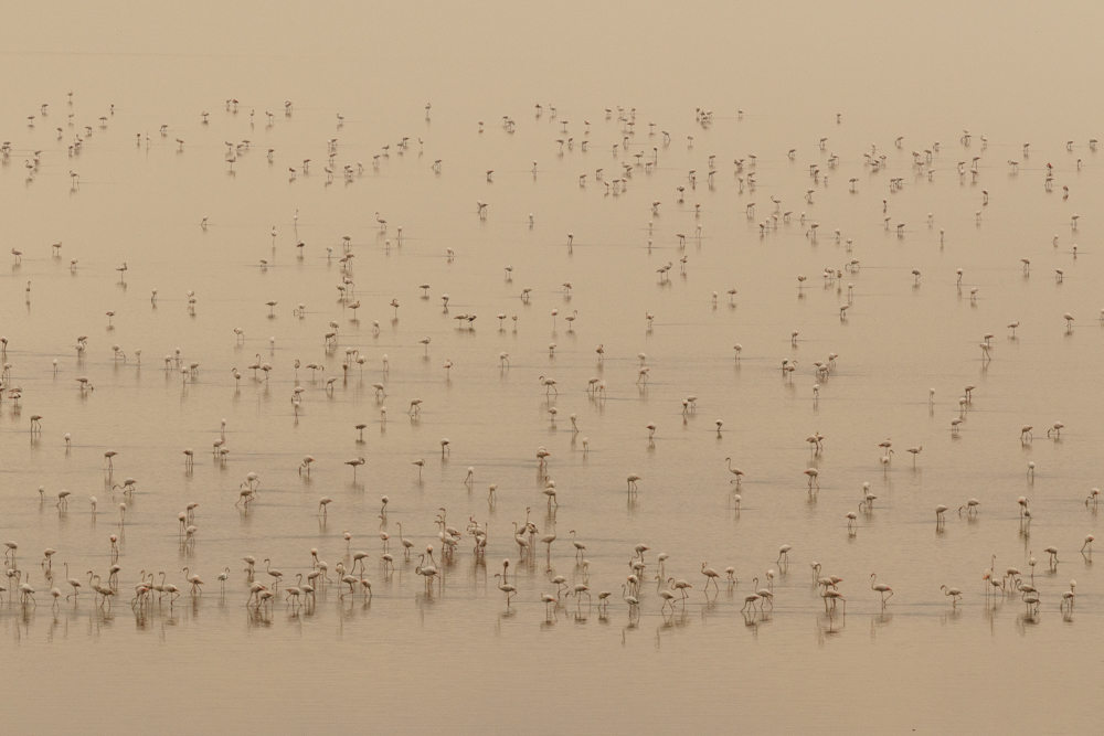 Symphony in Flamingo Major
