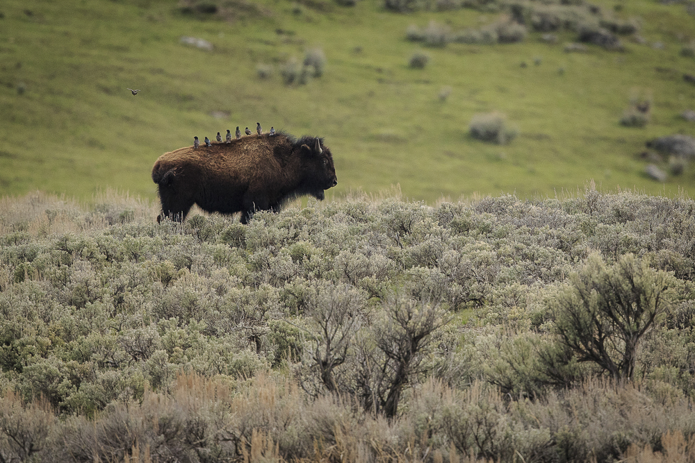 Yellowstone Transit 