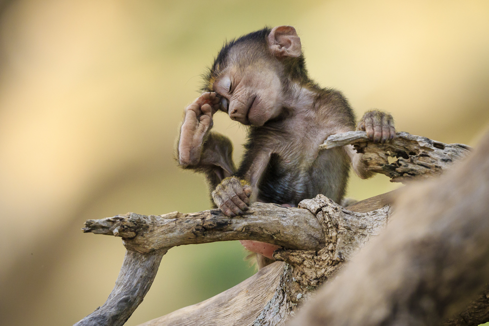 Little Thinker