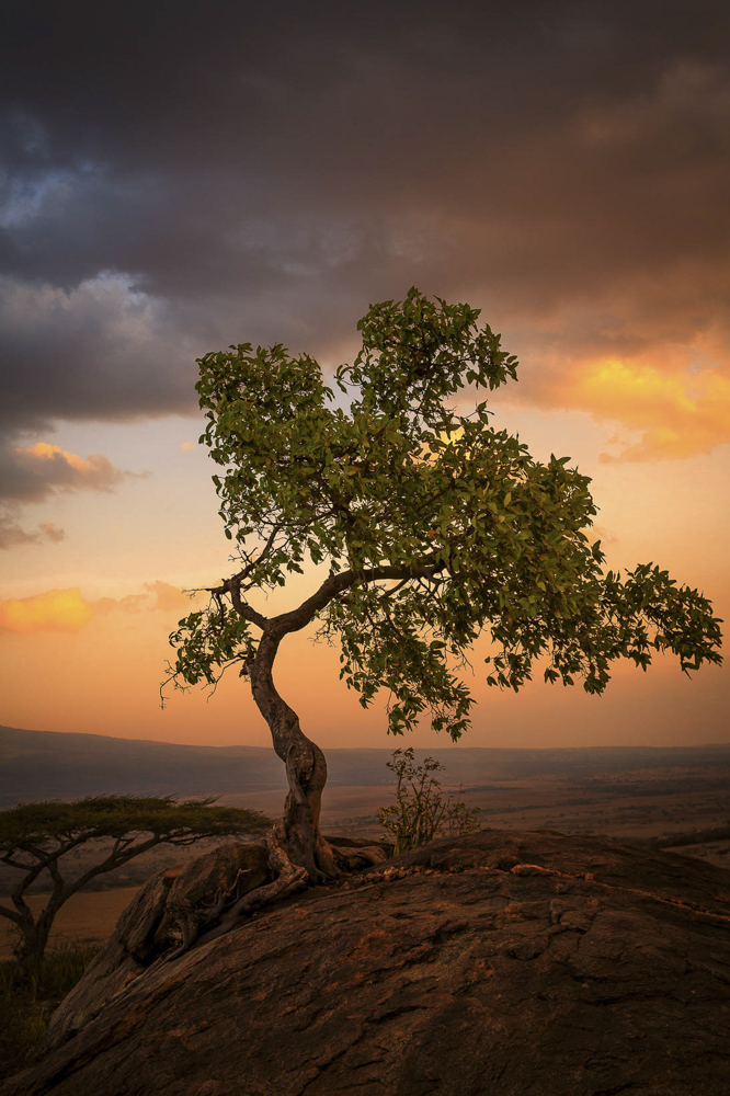 Tree of Life