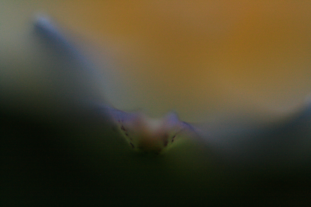 FONY, Flowers of New York