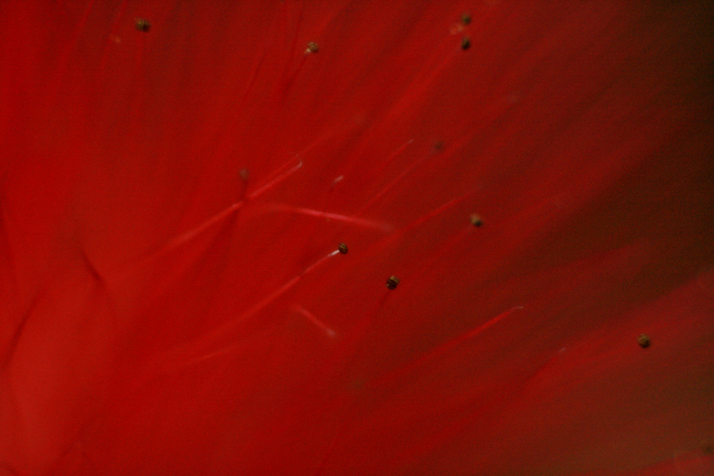 FONY, Flowers of New York
