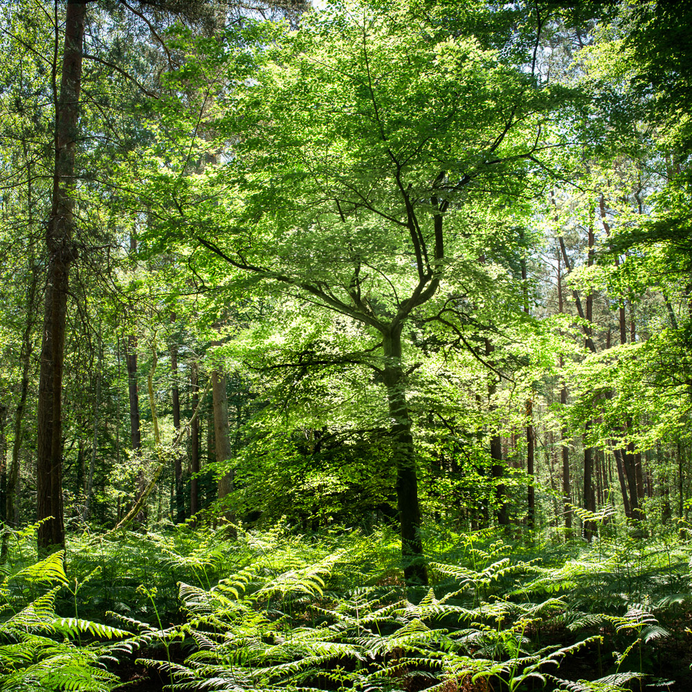 Parisian Woods