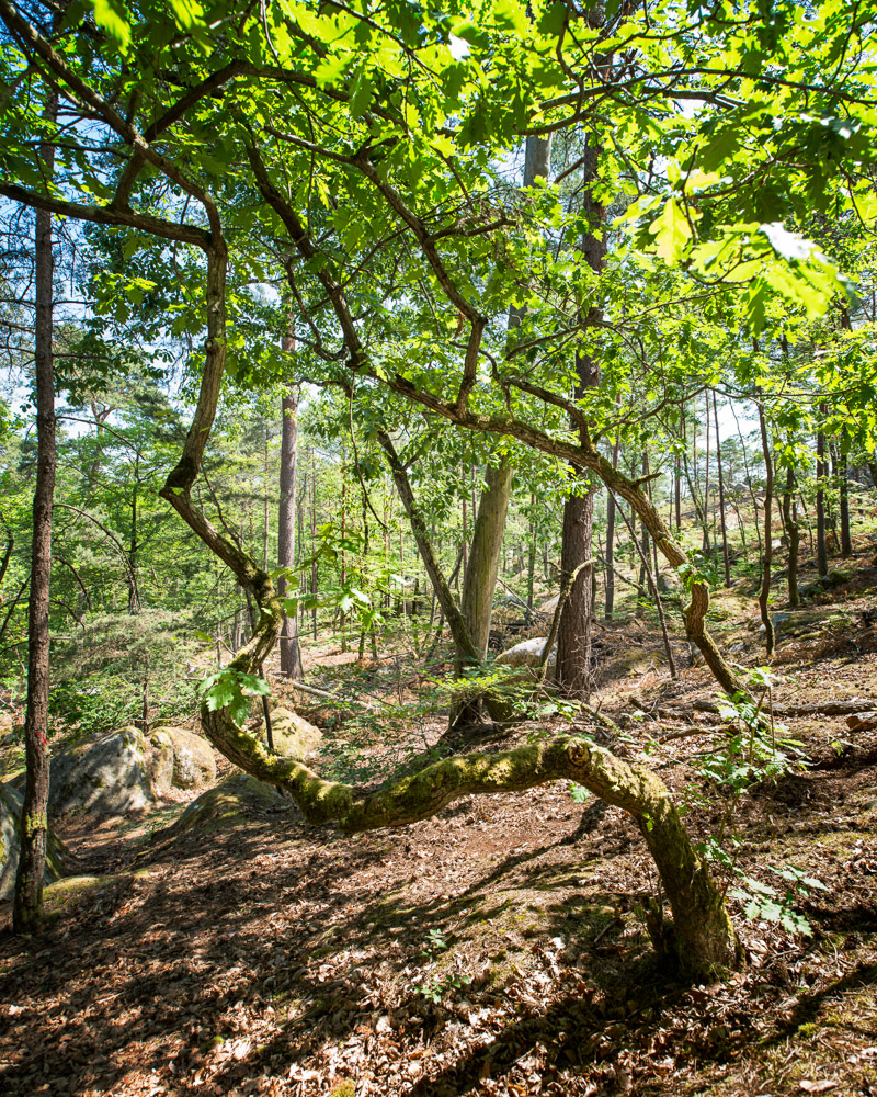 Parisian Woods