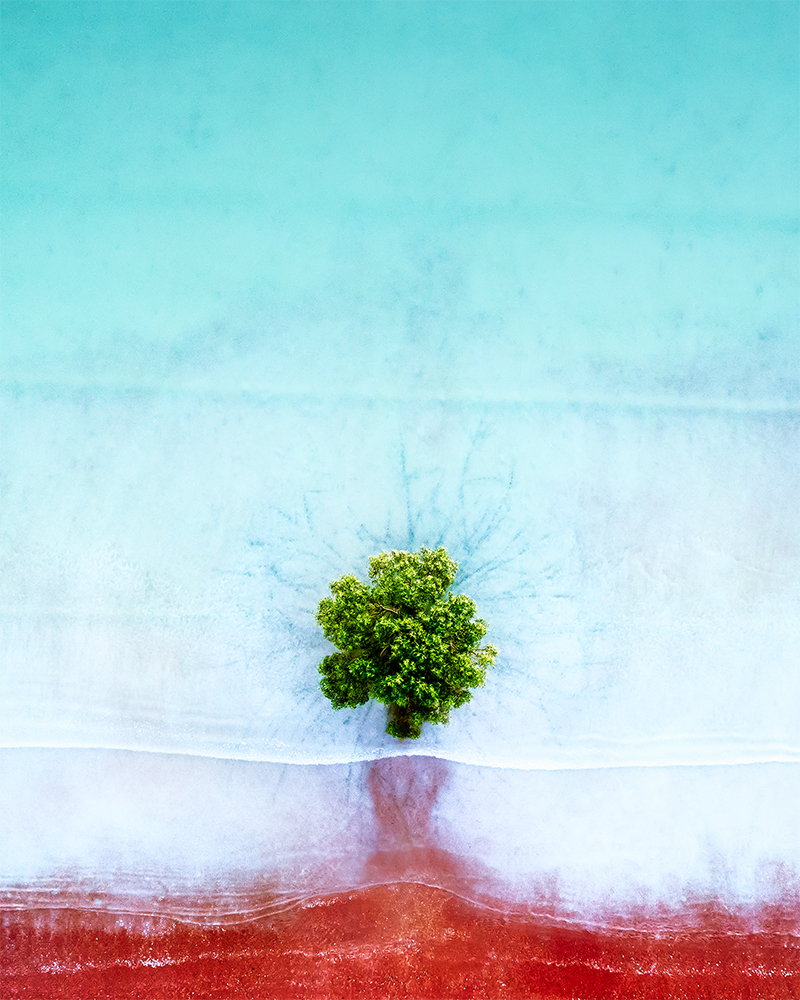 Lone Mangrove