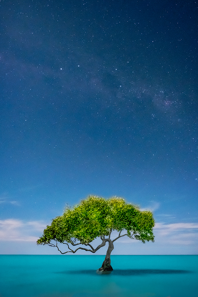Night Mangrove