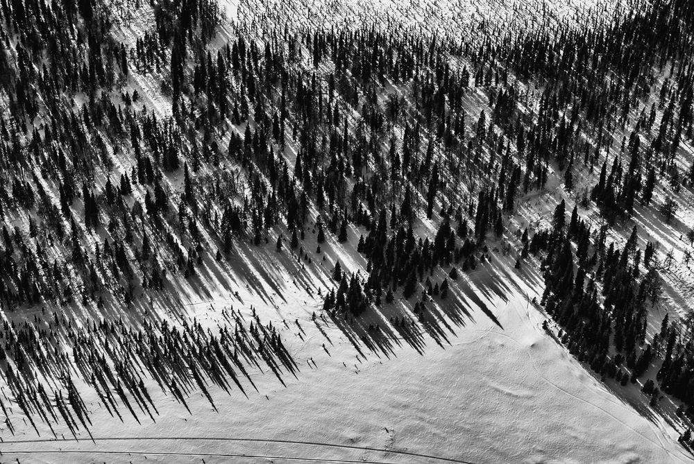 Trees of Denali 