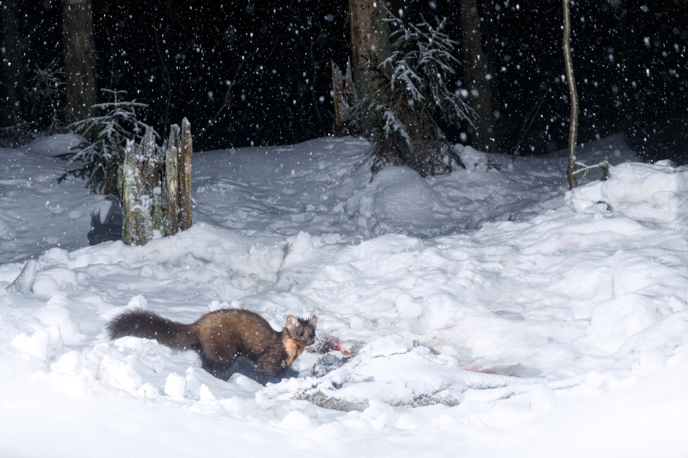 Life and death of the European tiger