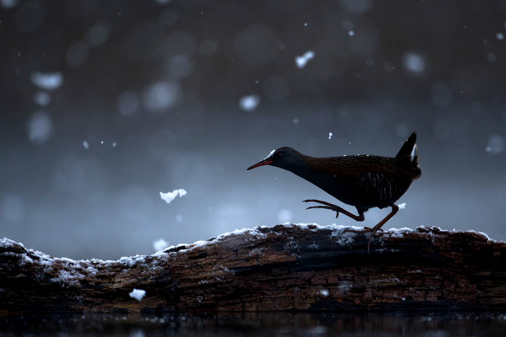Water rail in the snow.