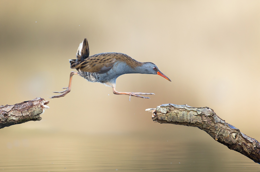 Hasty water rail makes athletic jump.