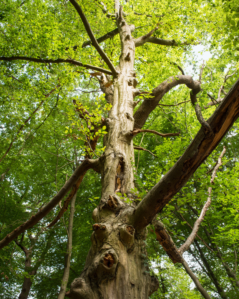 Parisian Woods