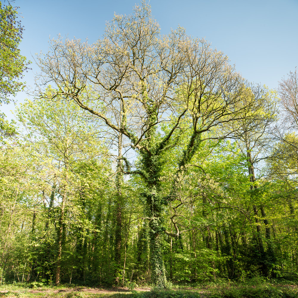 Parisian Woods