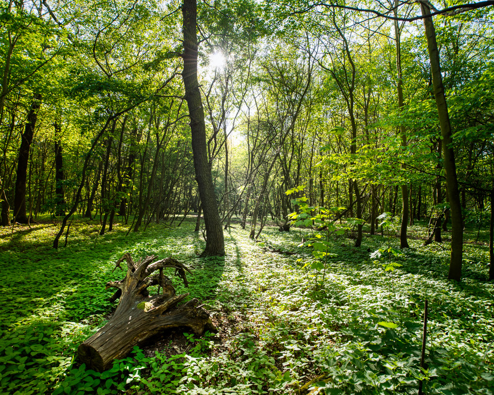 Parisian Woods