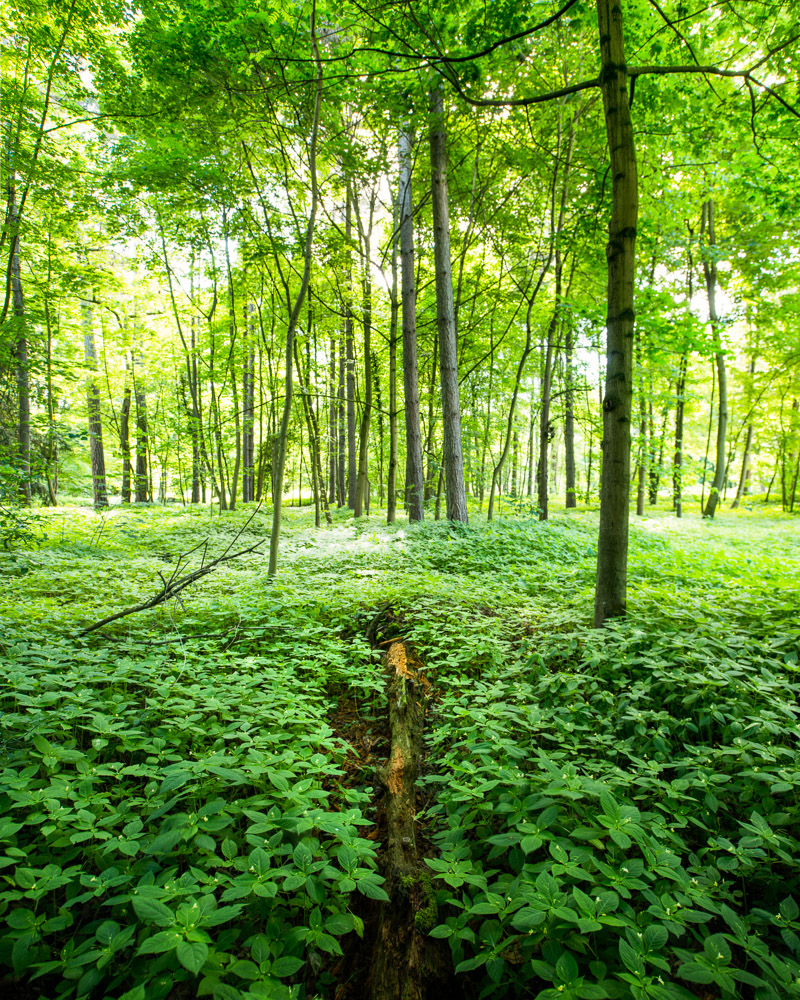 Parisian Woods