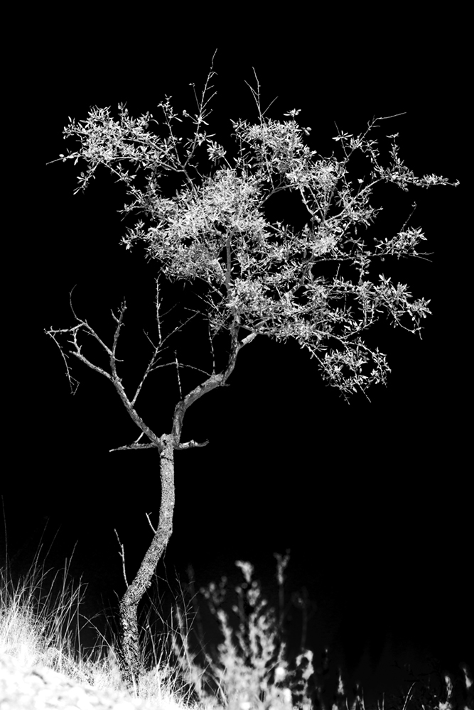 Black landscape