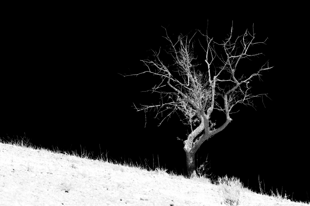 Black landscape