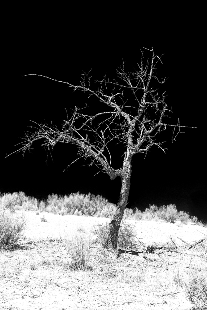 Black landscape